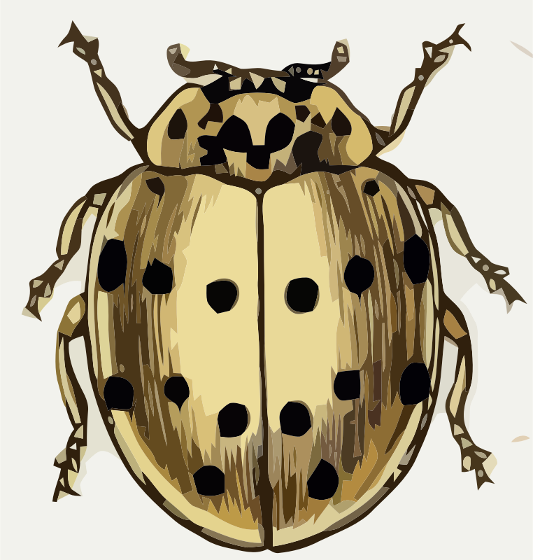 Coccinella sedicimpunctata