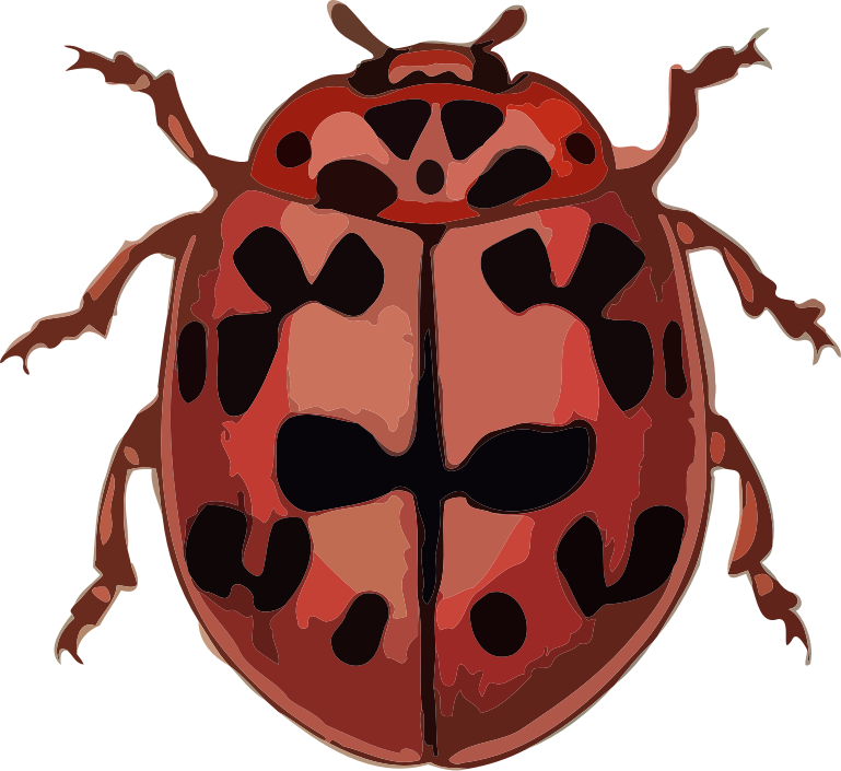 Coccinella conglobata