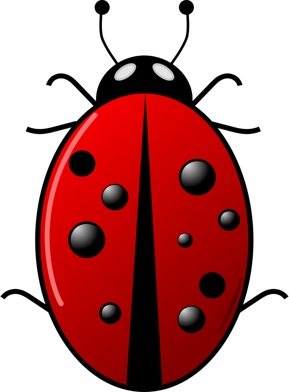 Ladybug