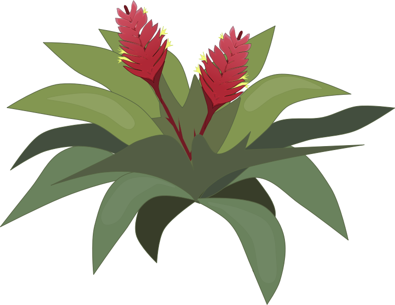 bromelia