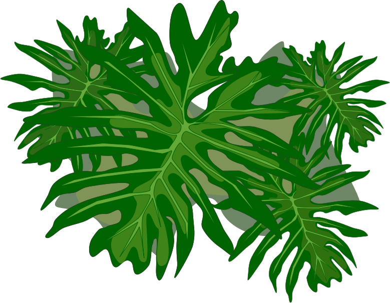 Philodendron