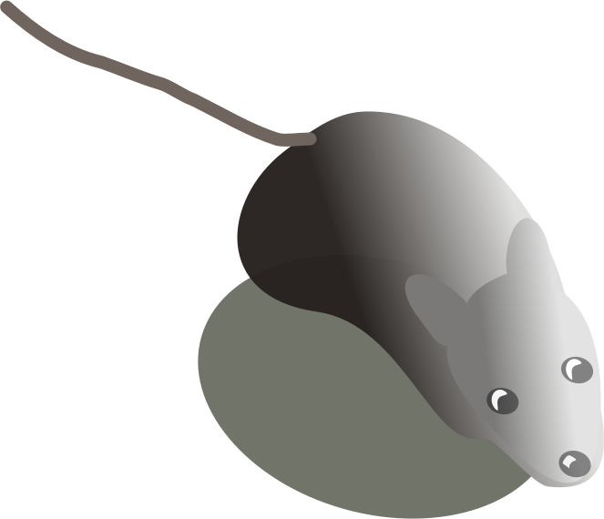 Maus von oben