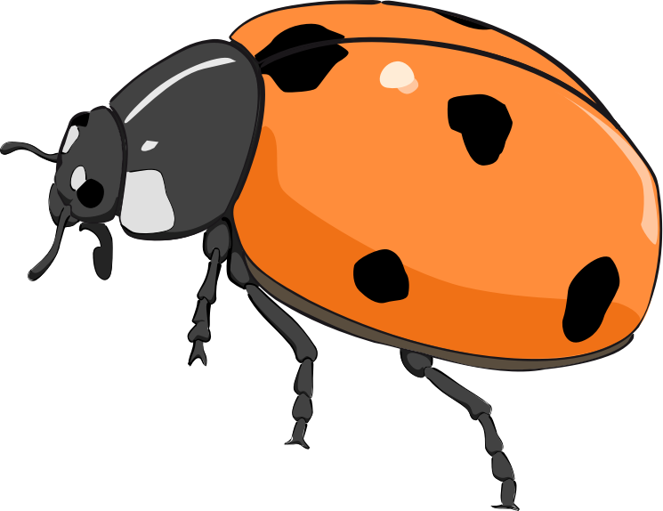 Coccinelle, ladybug