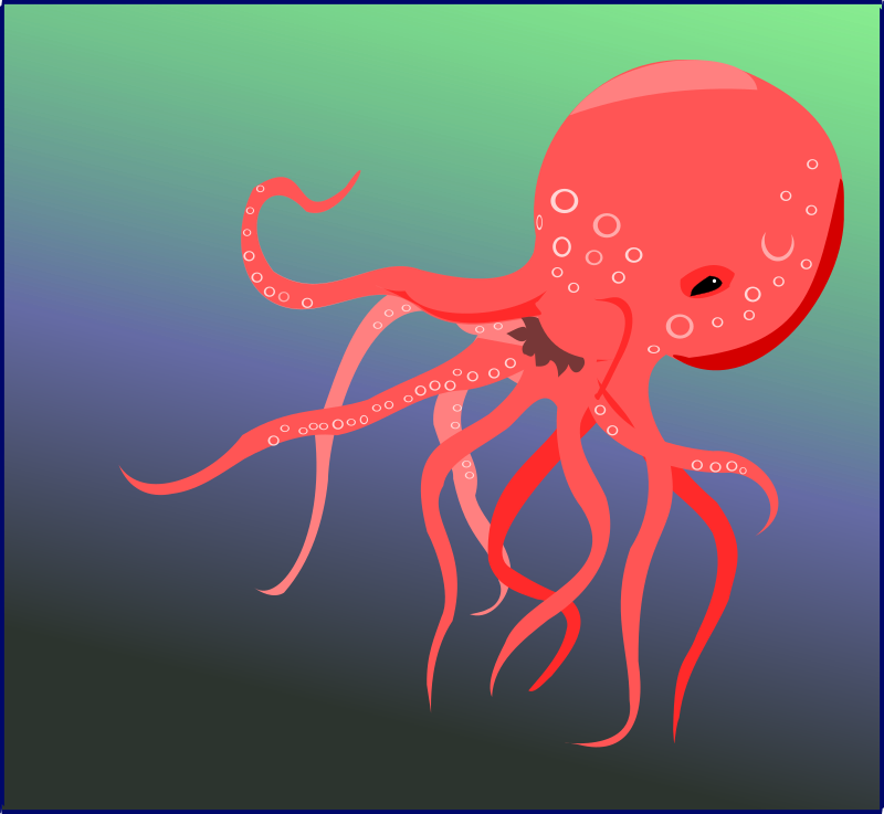 Octopus