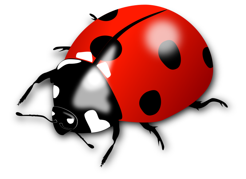 Ladybird