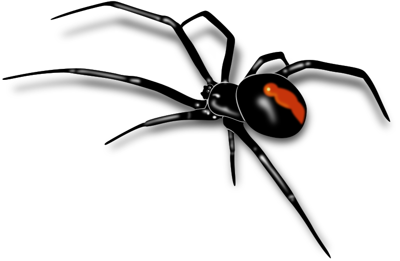 Redback spider