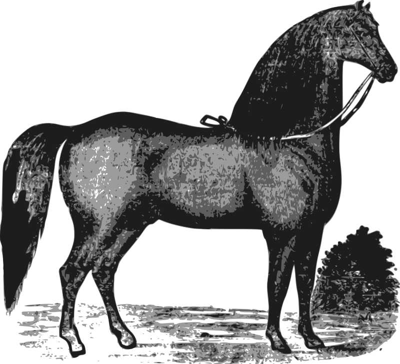 Elegant Horse