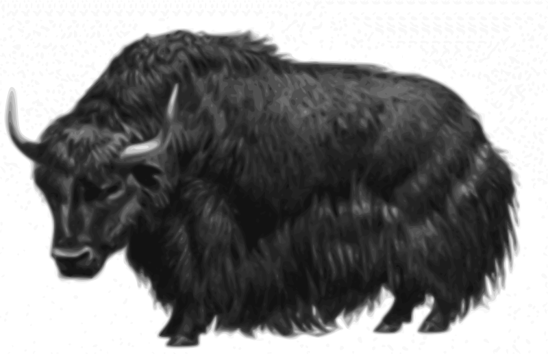 Yak