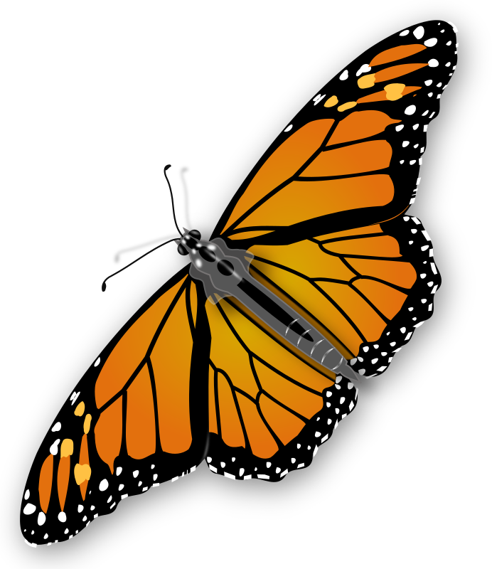 Monarch Butterfly