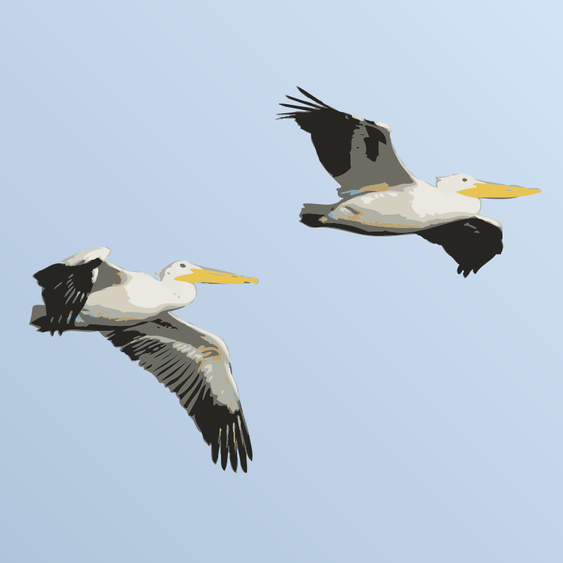 Pelicans in Flight