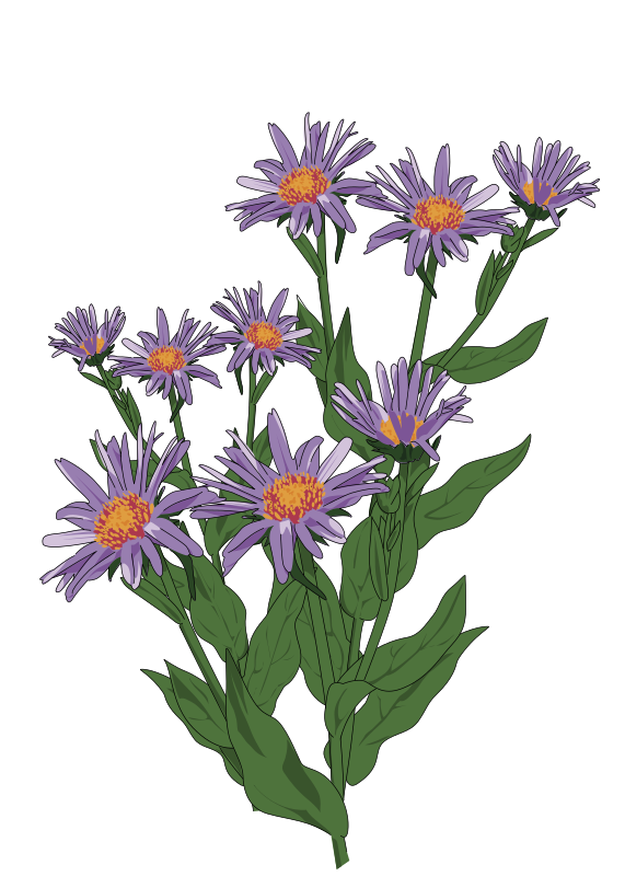 Aster des Pyrenees