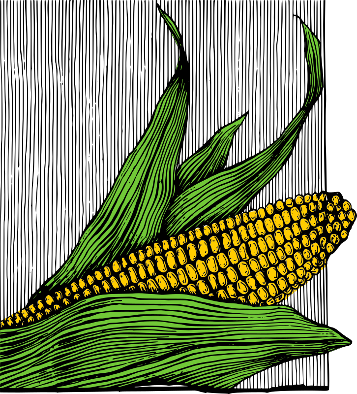 Corn on the Cob - Colour