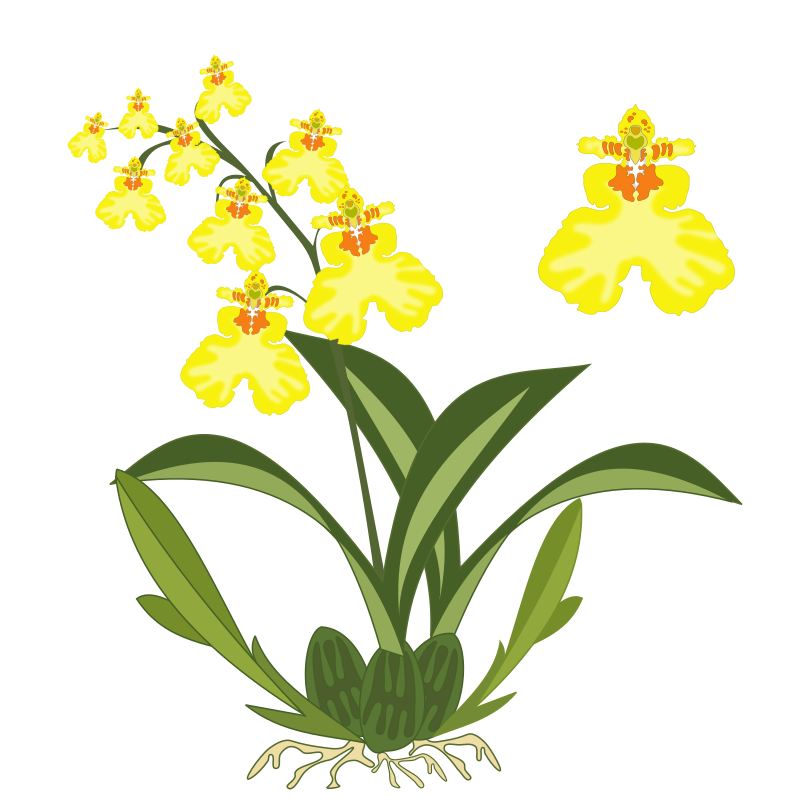 Oncidium