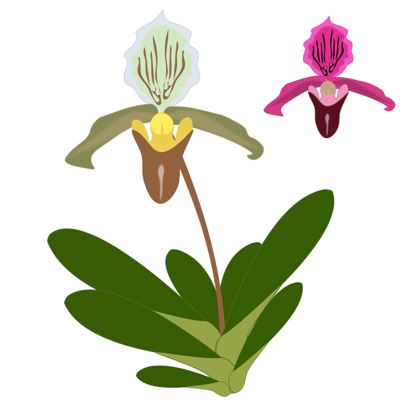 Paphiopedilum