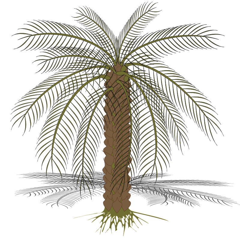 palm-02