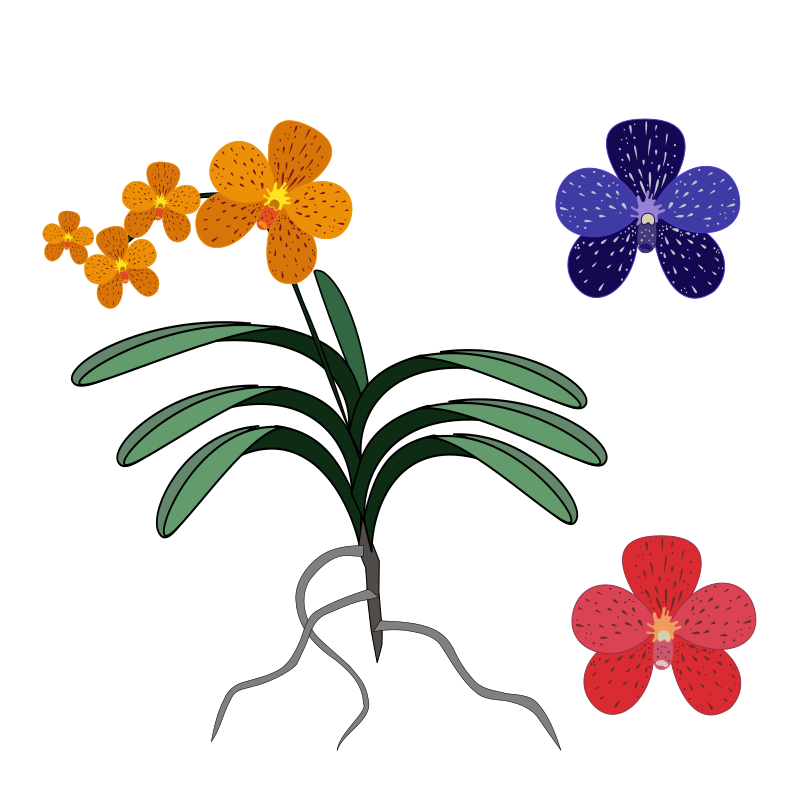 Vanda Openclipart