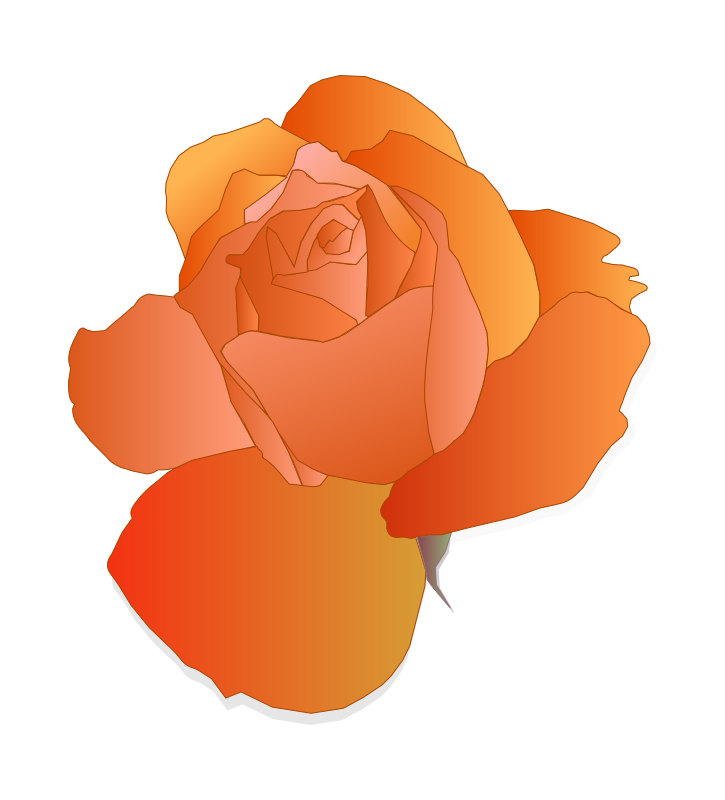 Orange Rose