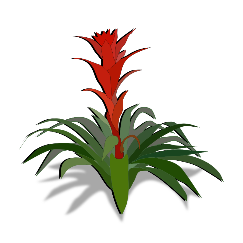 bromelia-01a