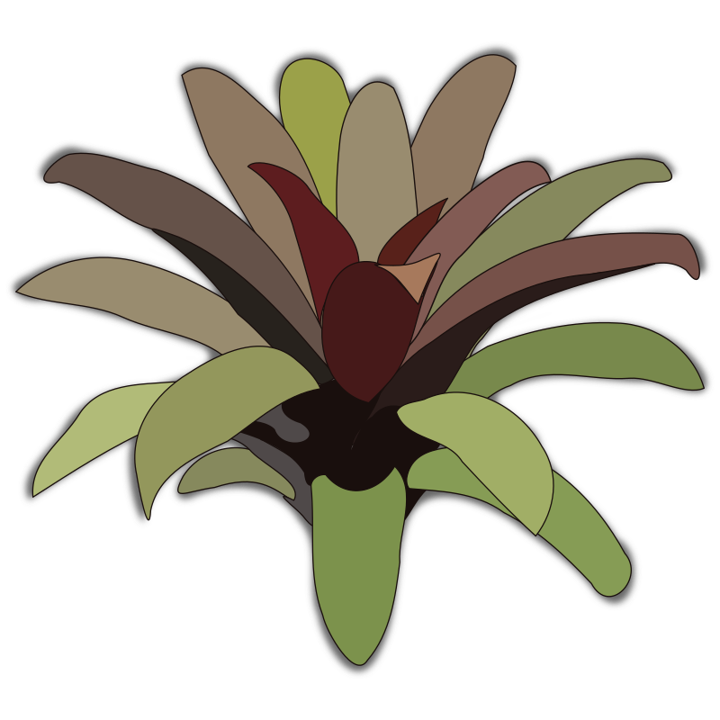 bromelia-07