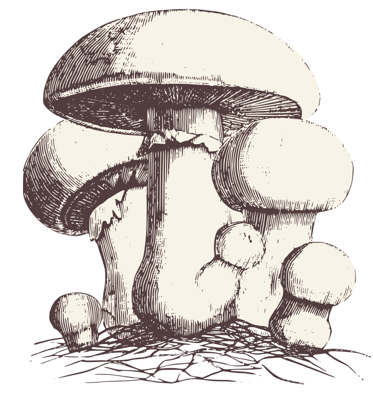 Common Meadow Mushroom