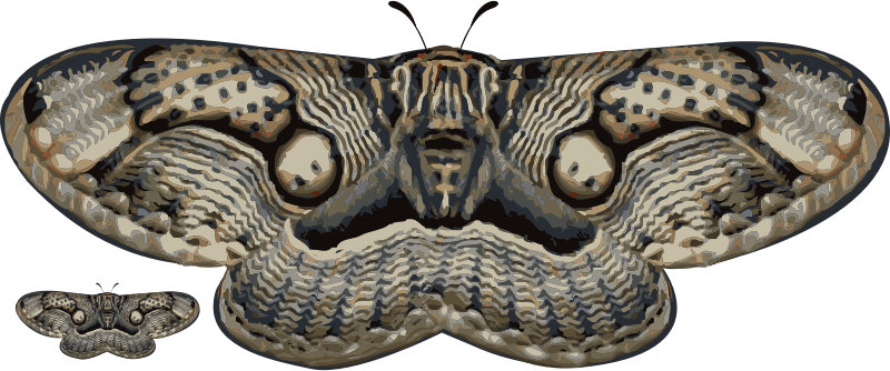 moth