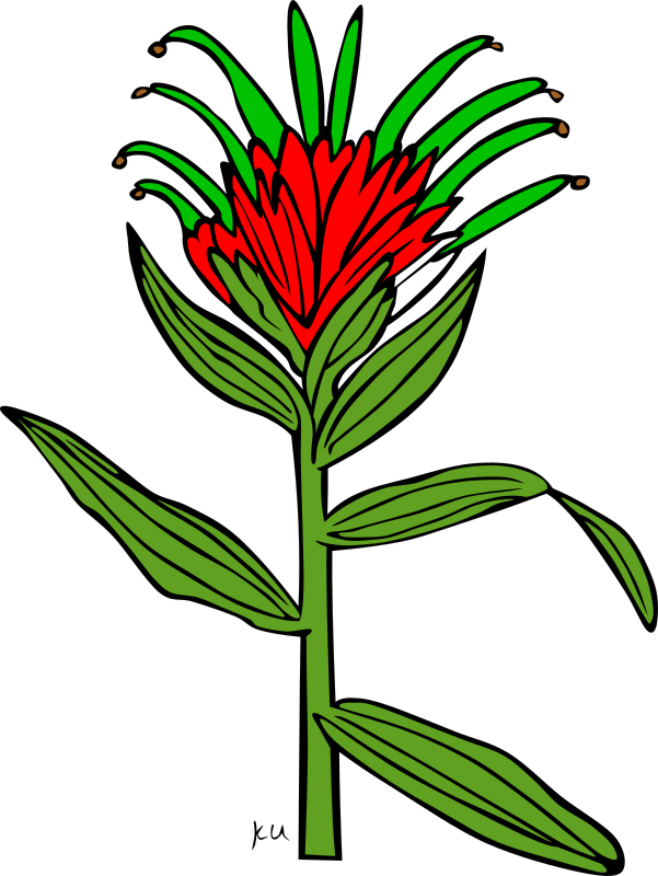 KU Castilleja Miniata