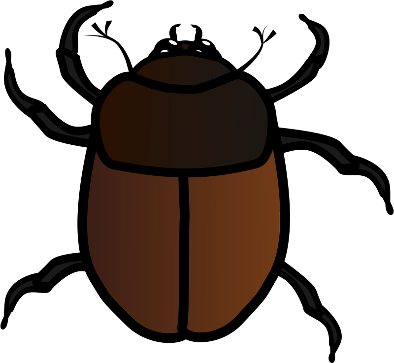 brown june bug