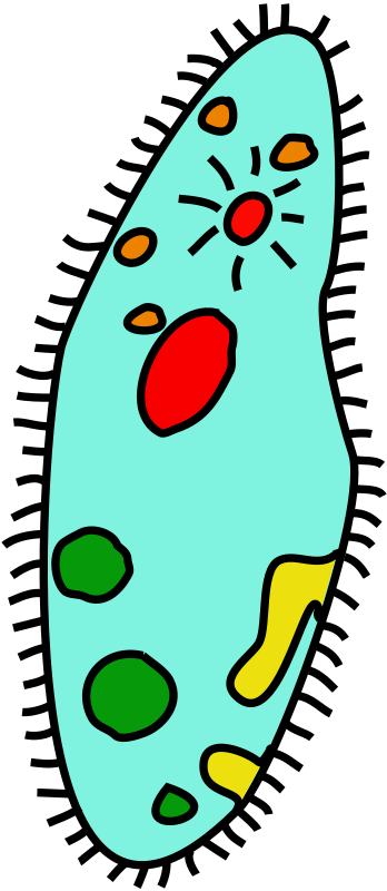 paramecium