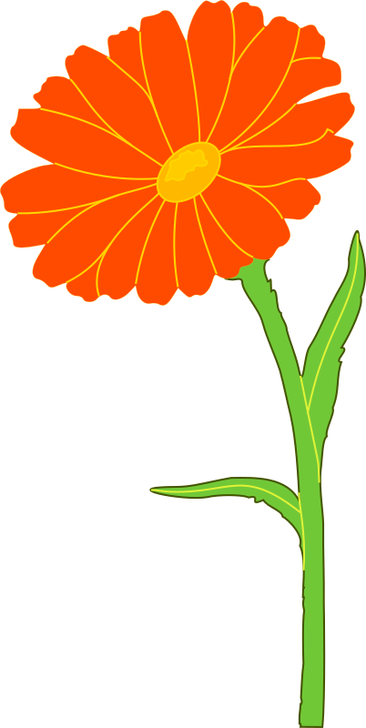 Marigold