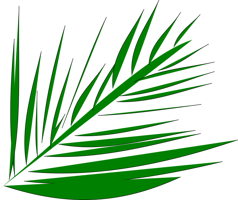 Palmleaf