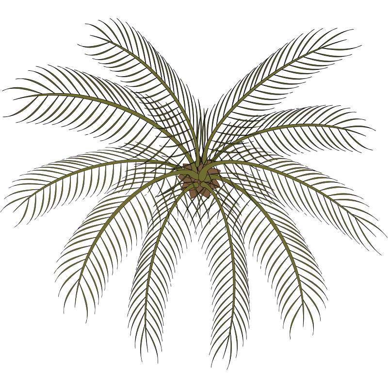 palm-02a