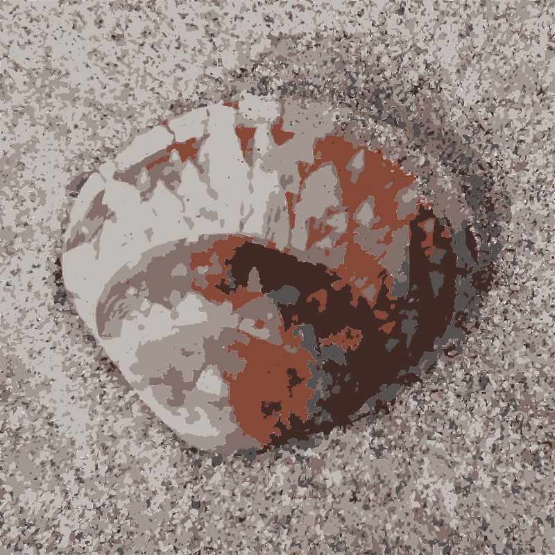 Shell on Beach has a Fractal Pattern