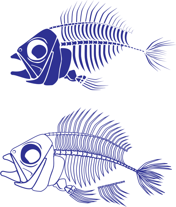 Fish Skeleton