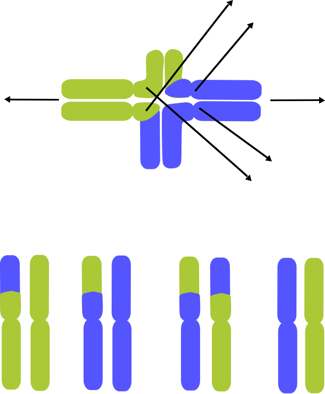 Translocated Chromosomes