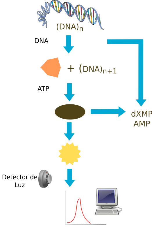 pyrosequencing