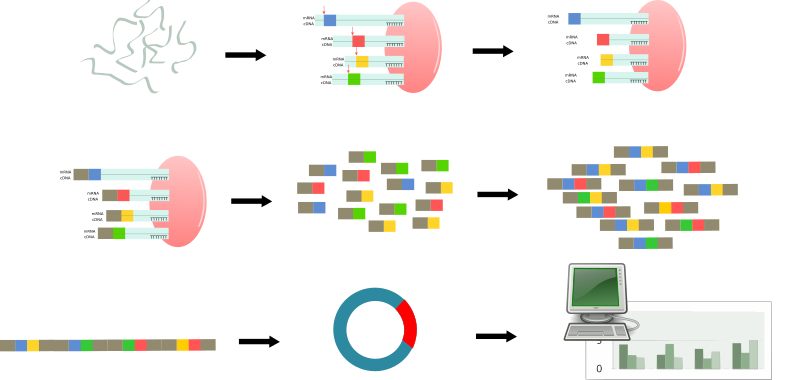  serial analysis of gene expression