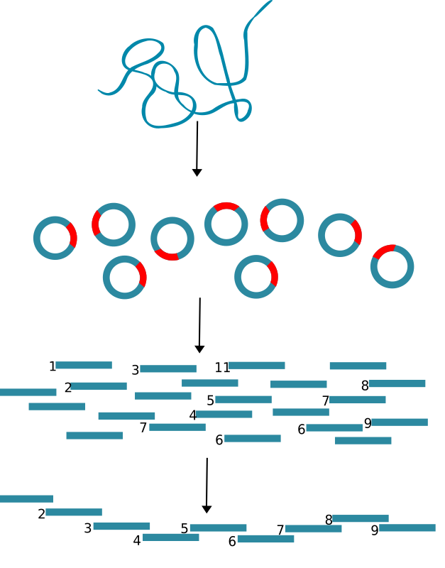 DNA cloning