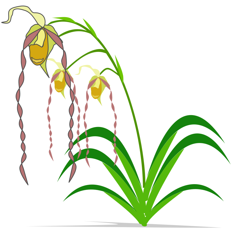 Phragmipedium