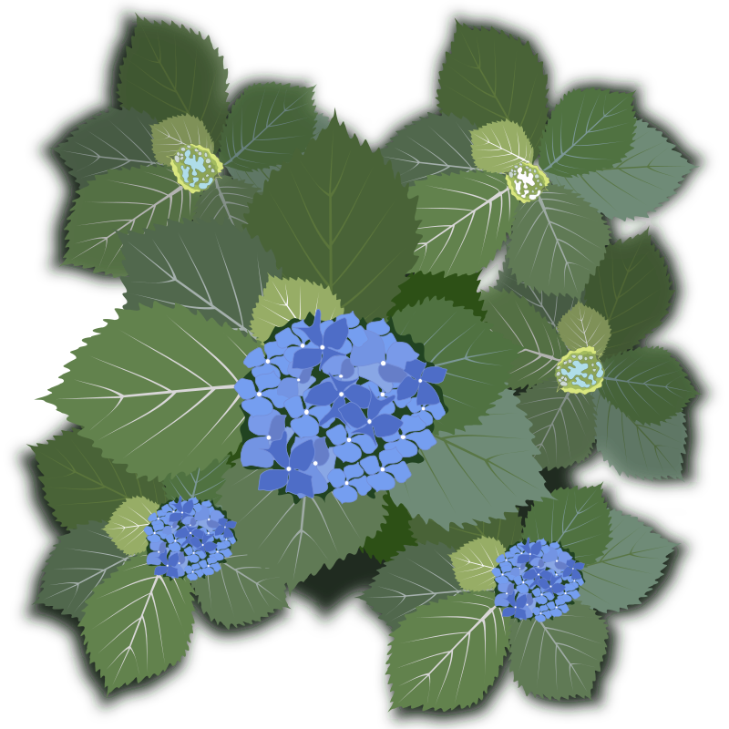 Hydrangea macrophylla