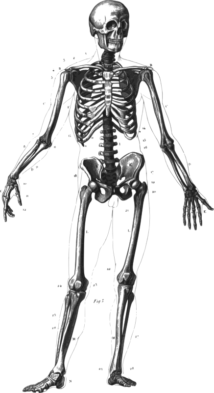 Human Skeleton