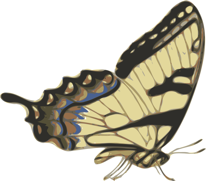 butterfly (papilio turnus) side view