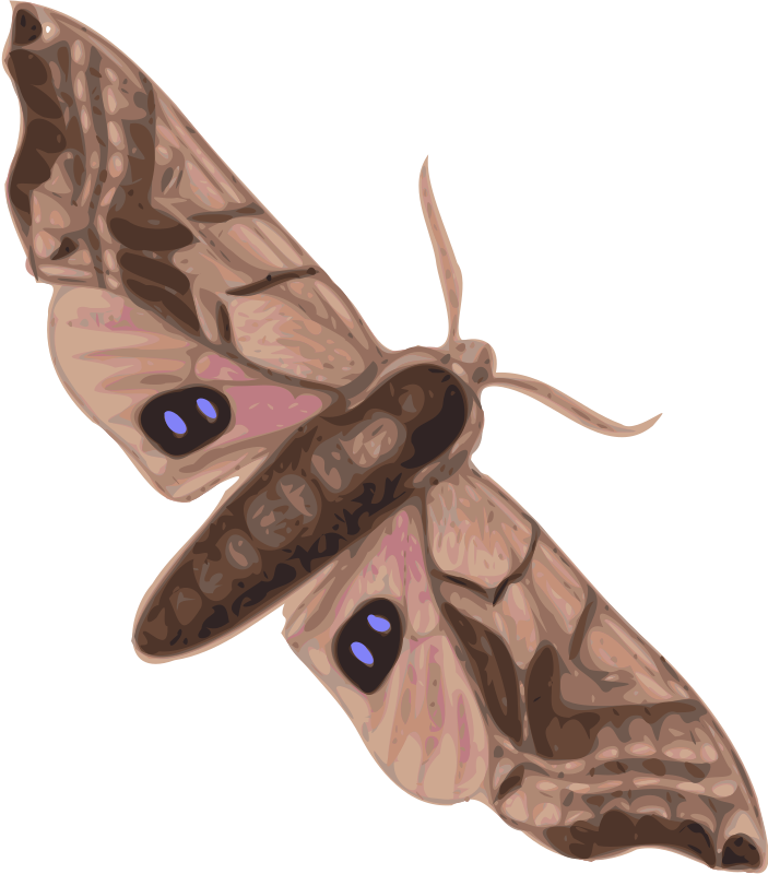 moth (smerinthus geminatus) top view