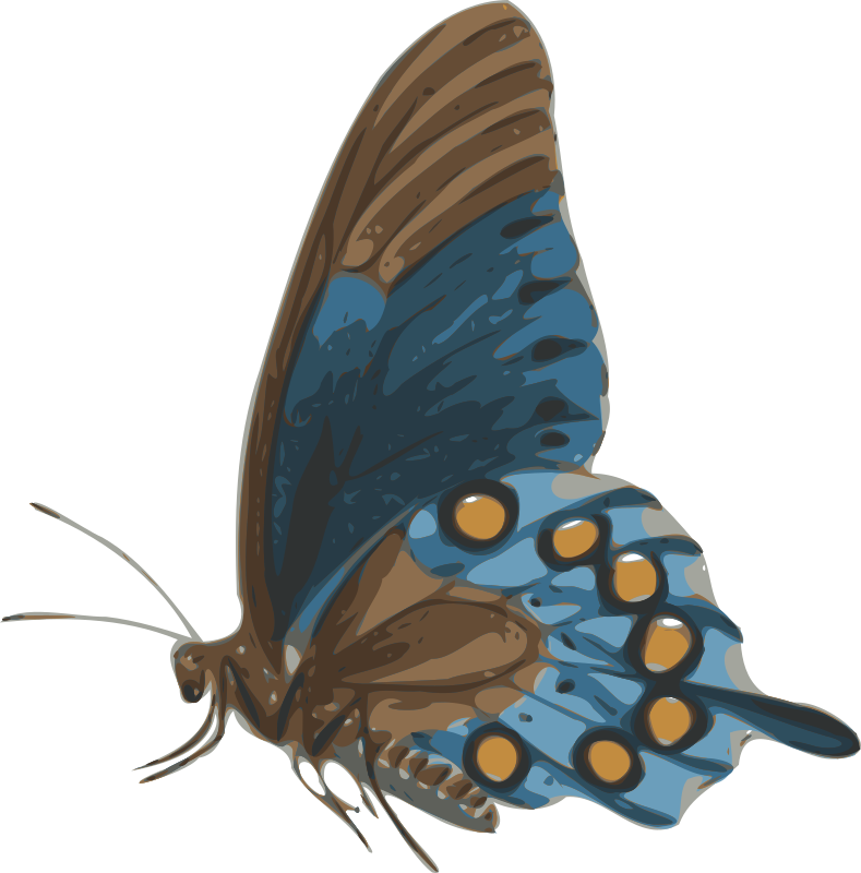 butterfly (papilio philenor) - side