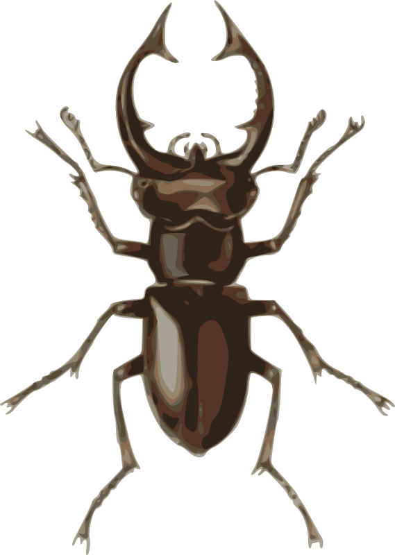 stag beetle (lucanus elephas)