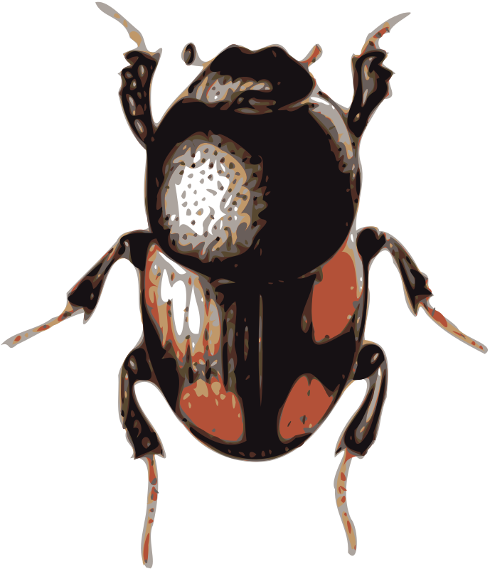 beetle (caccobius)