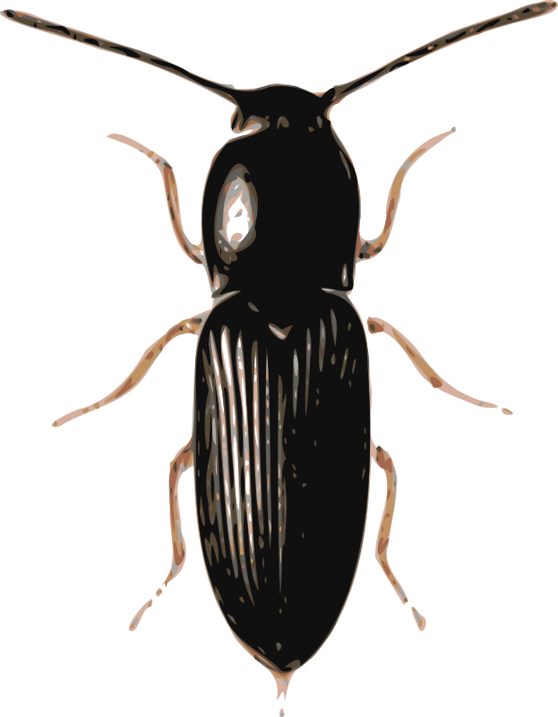 beetle (cardiophorus)