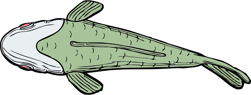 fish top view - Openclipart