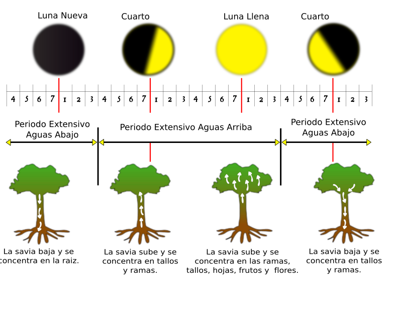 Fases De La Luna