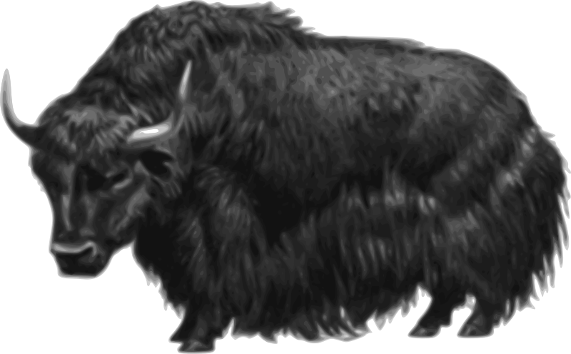 Yak (no background)