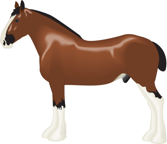 Clydesdale Horse